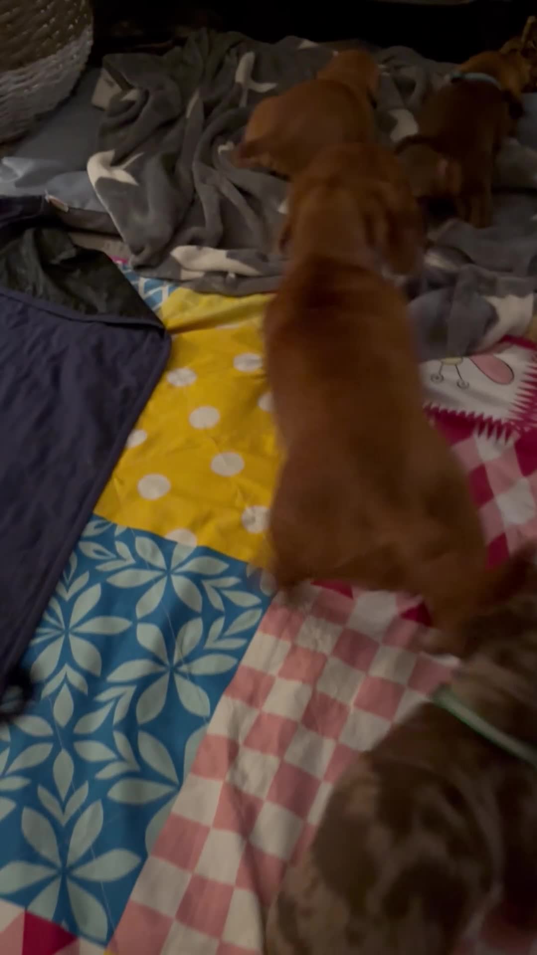 Miniature Dachshund dogs for sale: Full of fun Miniature Dachshunds  - Video 1