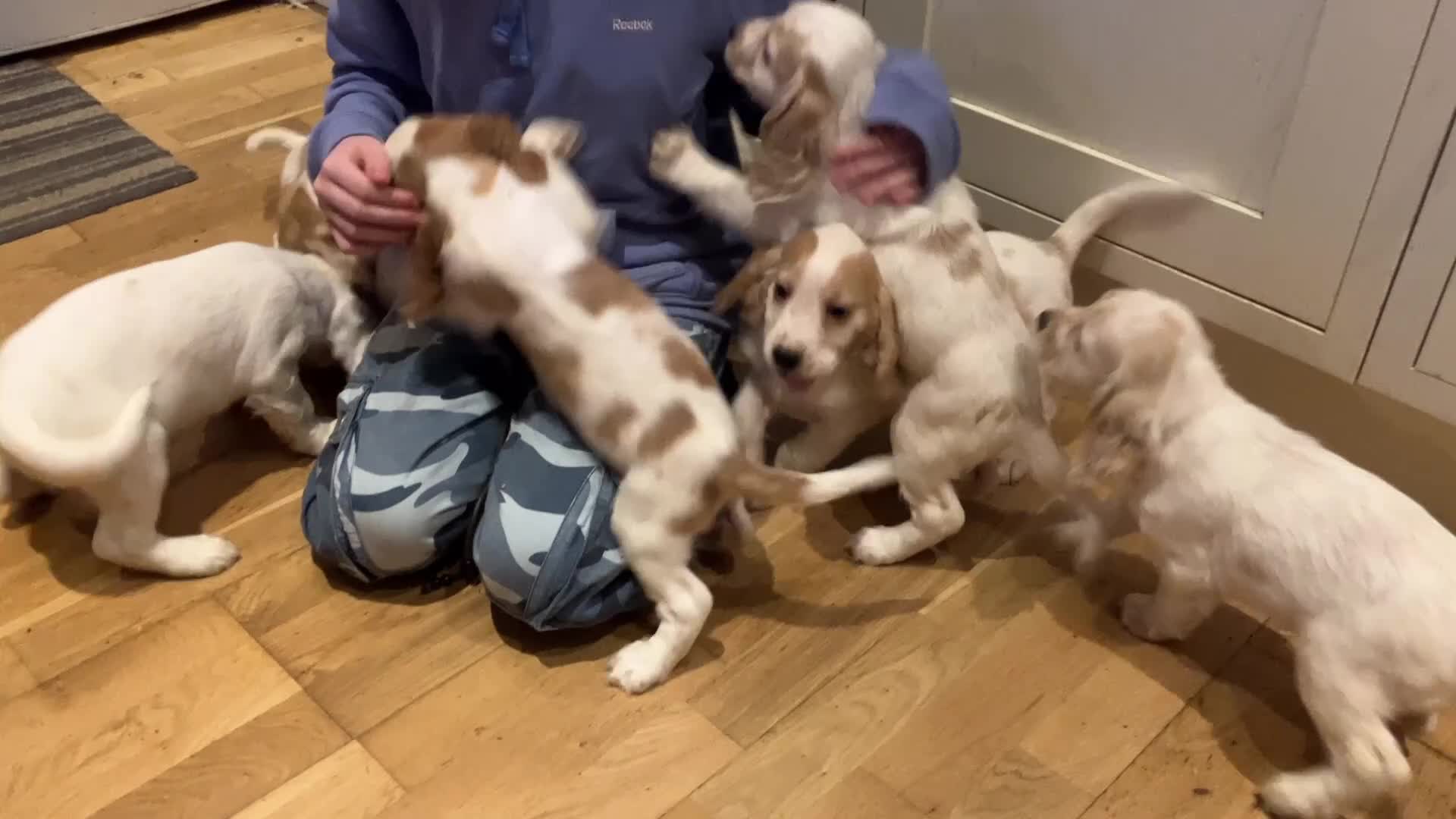 Cocker Spaniel dogs for sale: Cocker spaniel puppies (show type) - Video 1