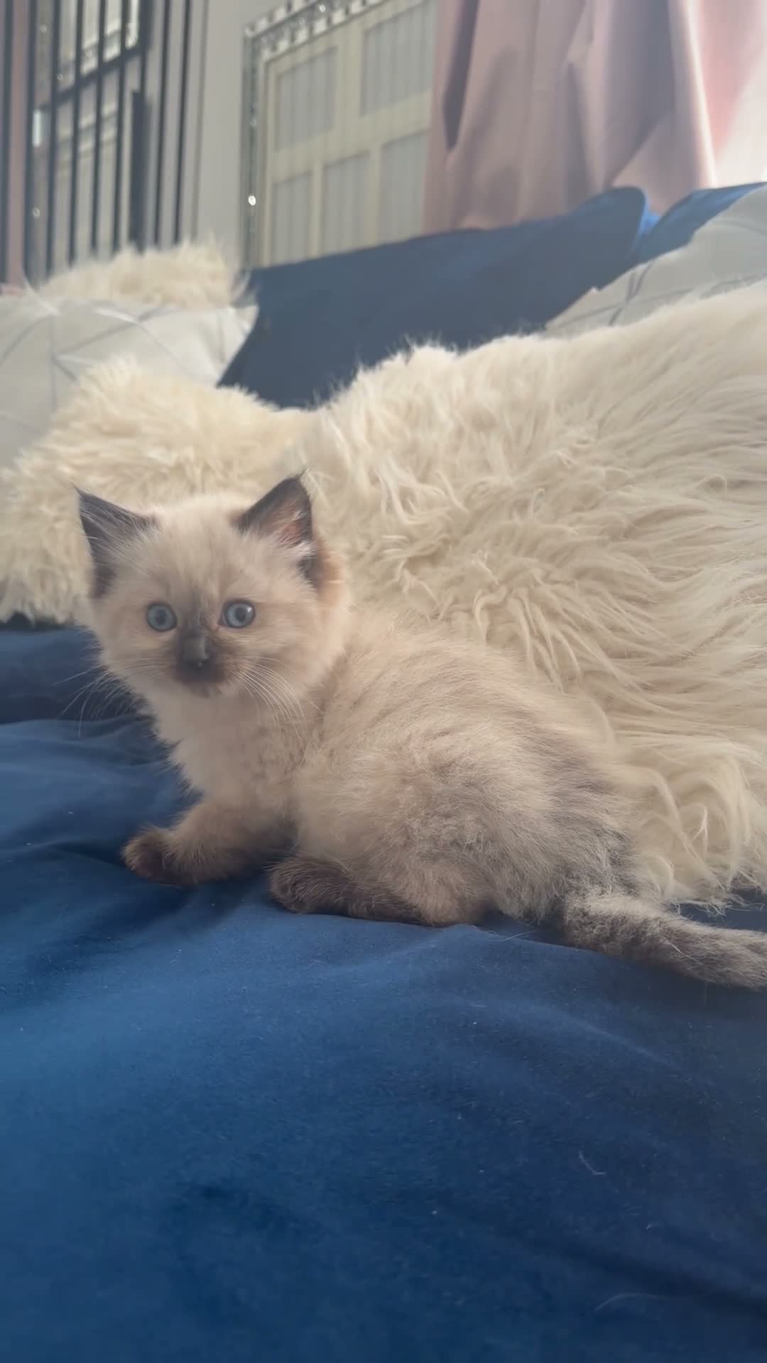 Ragdoll cats for sale: 1 girl left Seal point ragdoll - Video 3