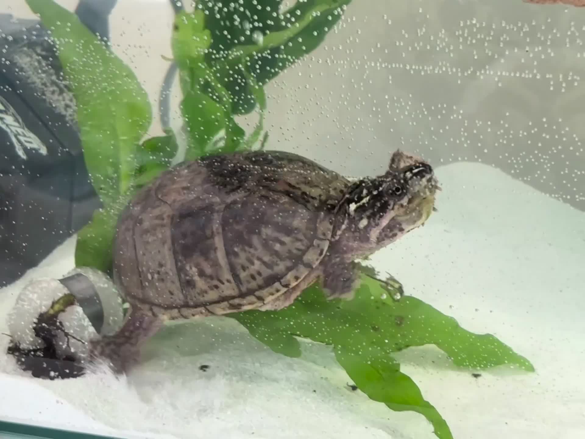 Turtle reptiles for sale: Male musk turtle 6 months old  - Video 1