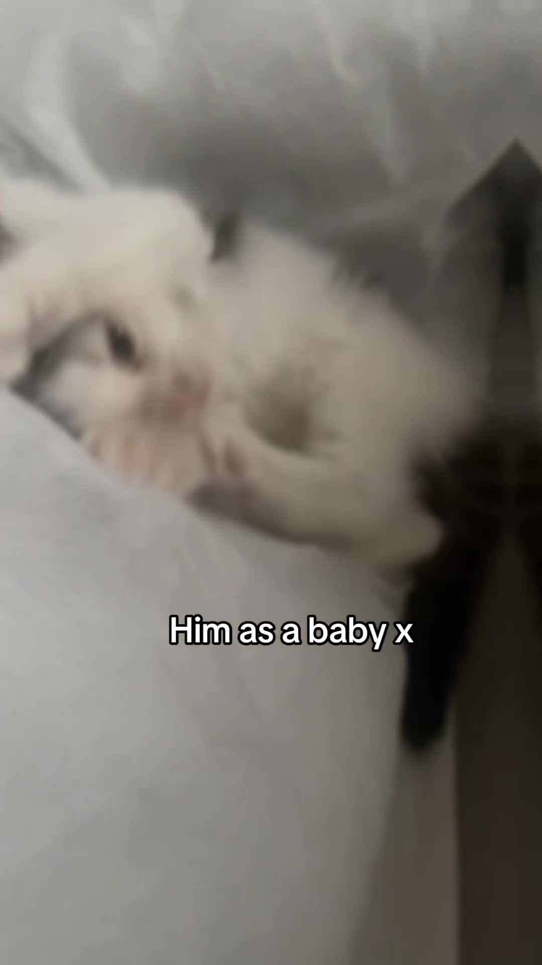 Mixed Breed cats for sale: Mikhail  in Leeds - Video 2
