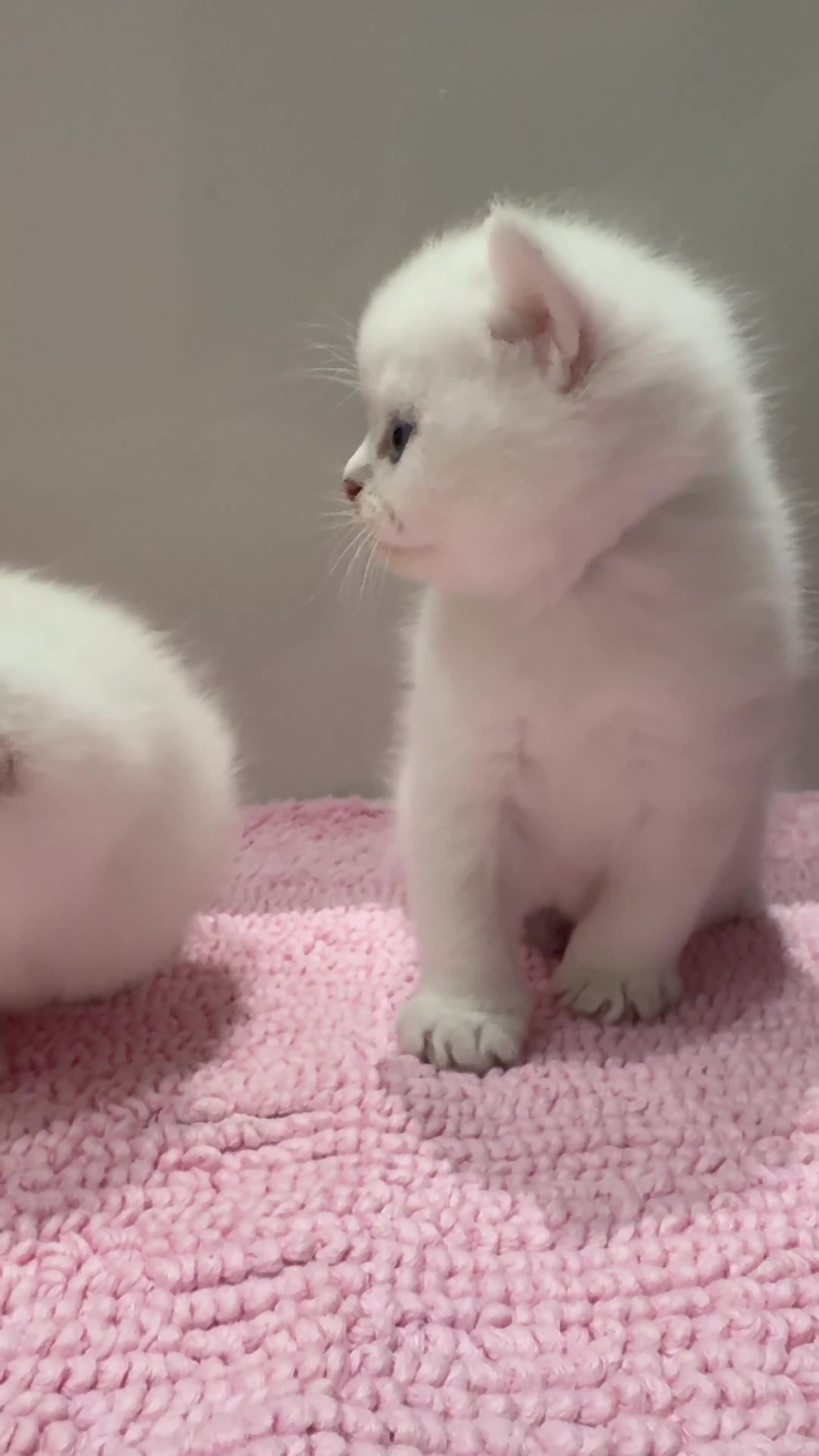 Scottish Fold cats for sale: Full pedigree Scottish fold kittens  - Video 5