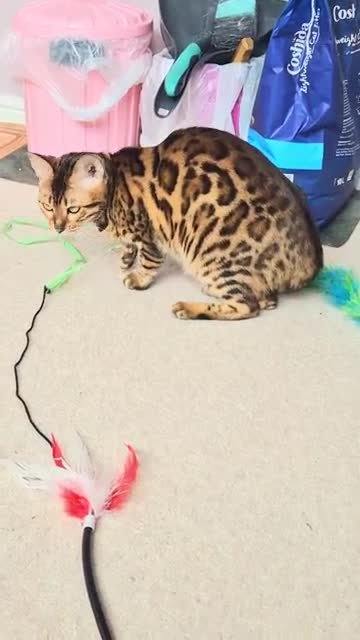 Bengal cats for sale: Superb TICA Active Reg Girl - Video 2