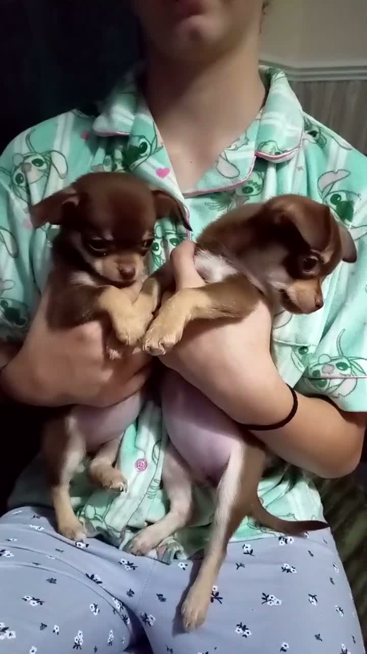 Chihuahua dogs for sale: Chocolate and tan Chihuahua puppies - Video 1