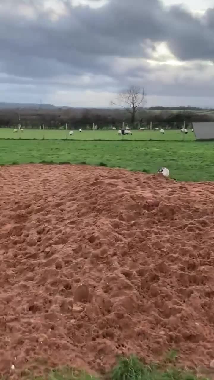 Mixed Breed dogs for adoption: REX   - Video 3