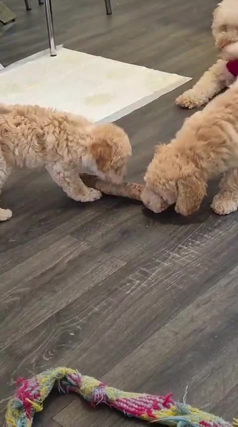 Miniature Poodle dogs for sale: LUXURY Litter of KC Registered Miniature Poodles - Video 1