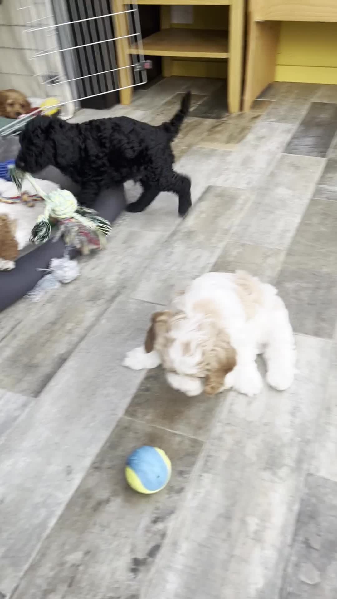 Cockapoo dogs for sale: 🐾REHOMED 🐾 Beautiful Black F1b Cockapoo 🖤 - Video 5