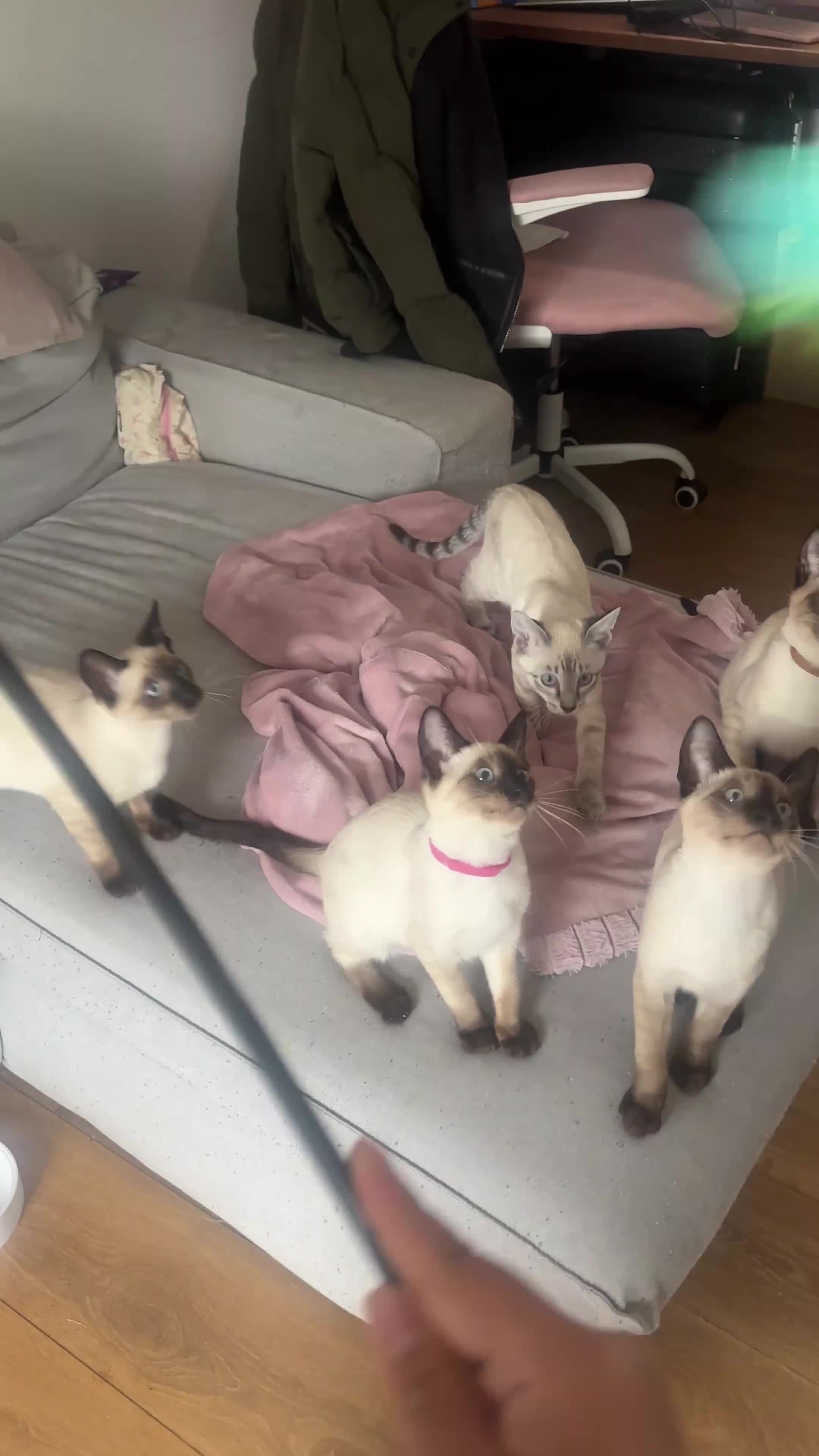 Siamese cats for sale: 1 Siamese Girl Kitten Left - Video 1