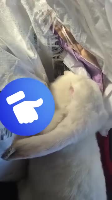 French Lop rabbits for sale: Long-Haired Pedigree French Lop GIANTS Elite Giant - Video 2