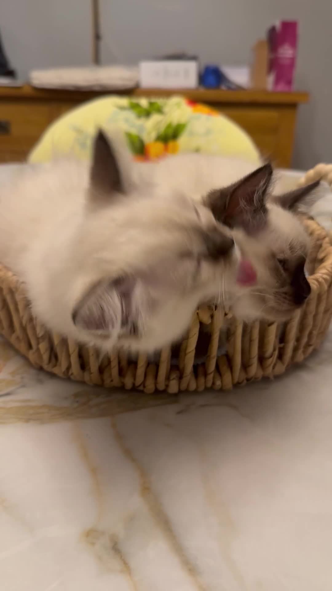 Ragdoll cats for sale: GCCF registered Ragdoll kittens - Video 1