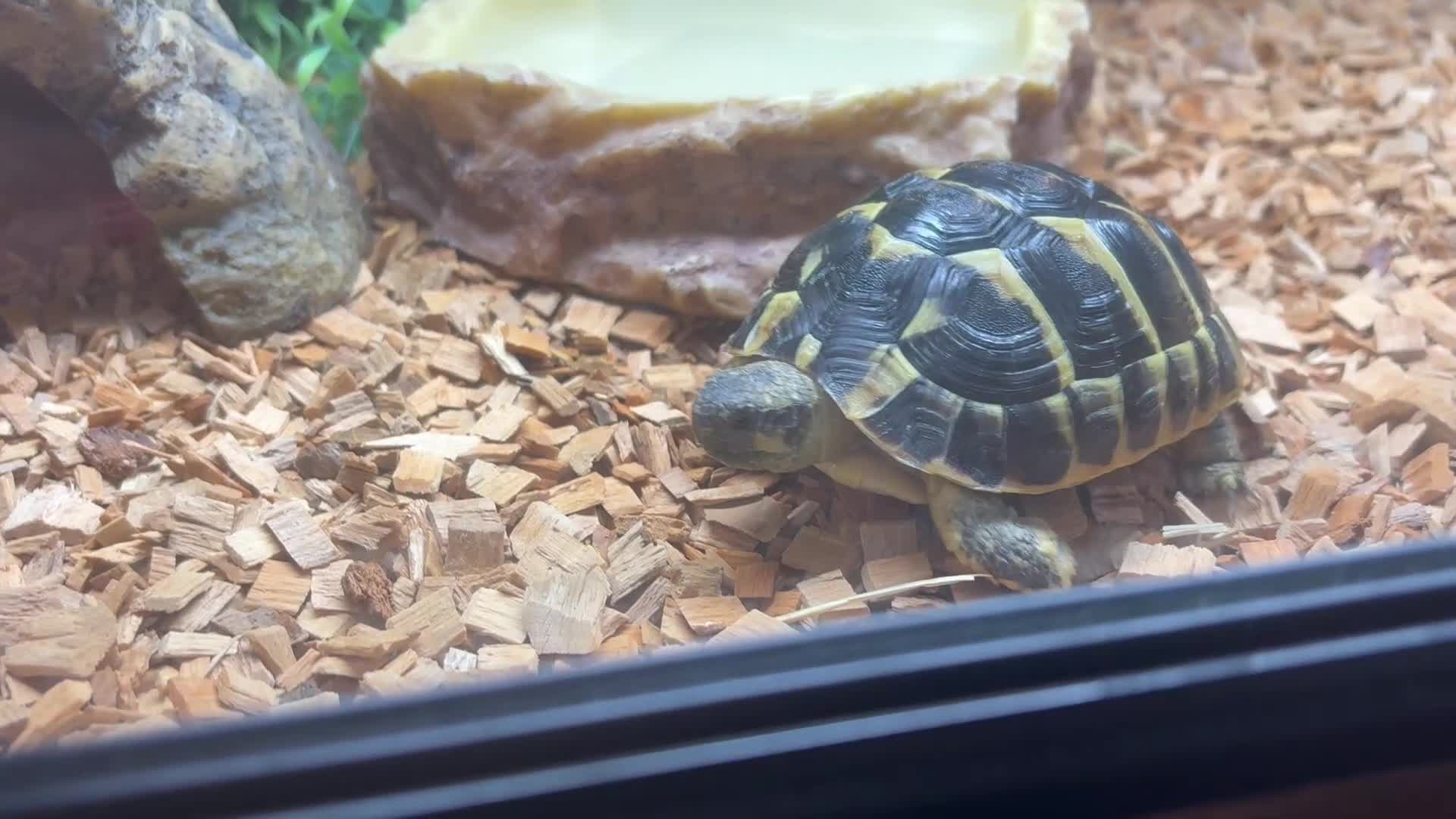 Hermann Tortoise reptiles for sale: 8 month old male hermann tortoise - Video 2