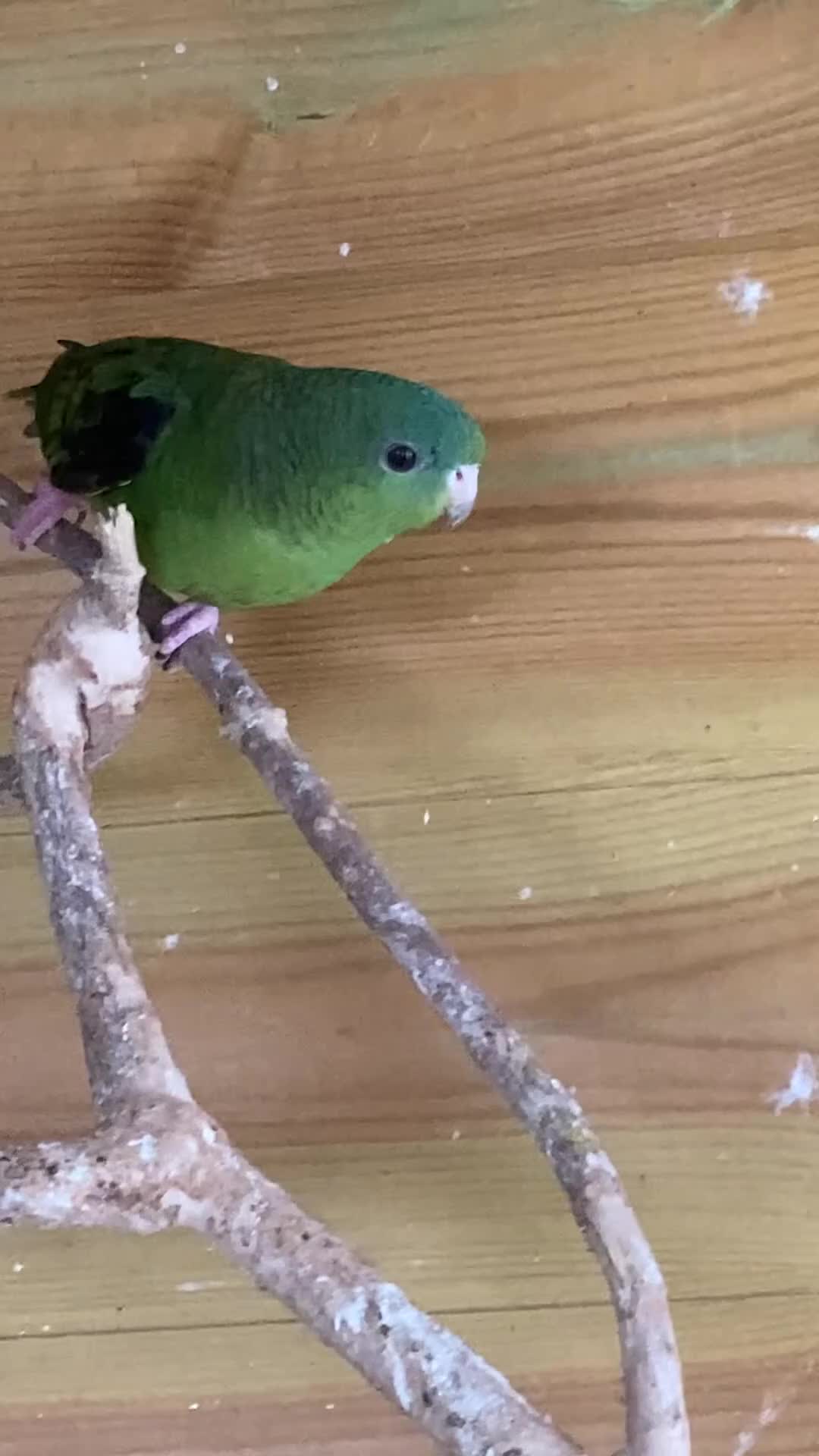 Parakeets birds for sale: Lineolated Parakeet - Video 1
