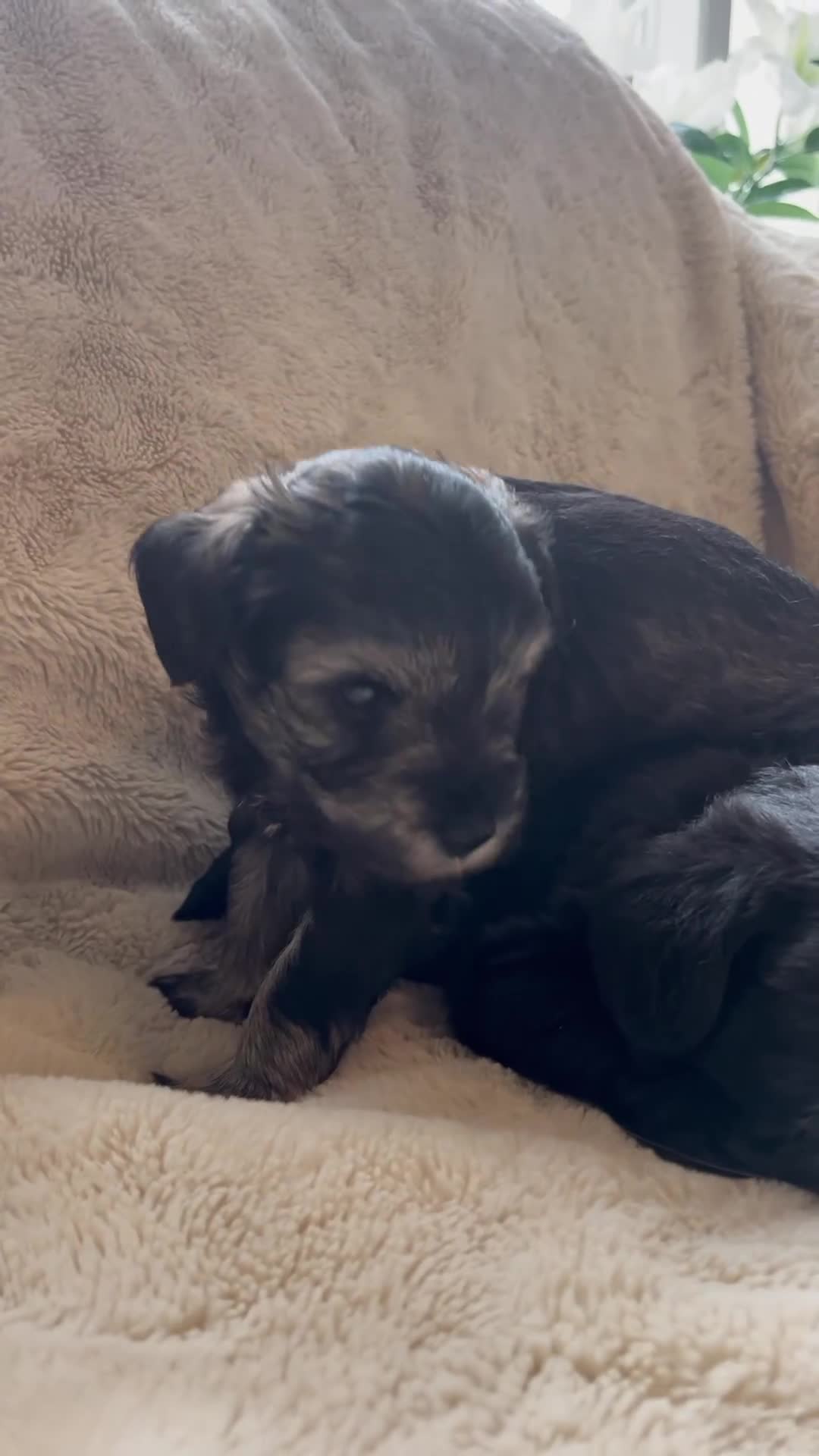 Miniature Schnauzer dogs for sale: Miniature Schnauzer puppies in Chelmsford - Video 2