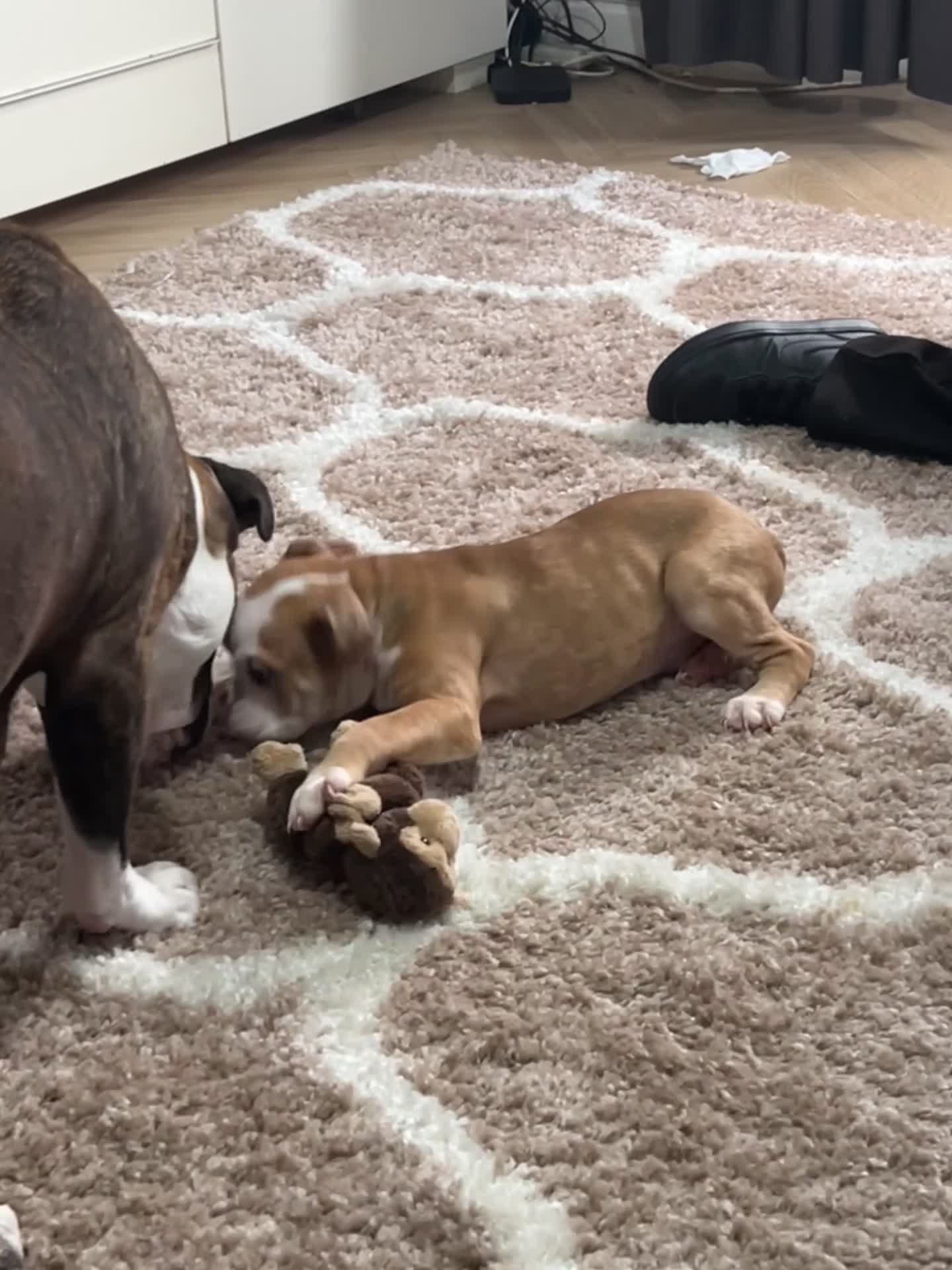 Old Tyme Bulldog dogs for sale: Beautiful old tyme bulldogs  - Video 1