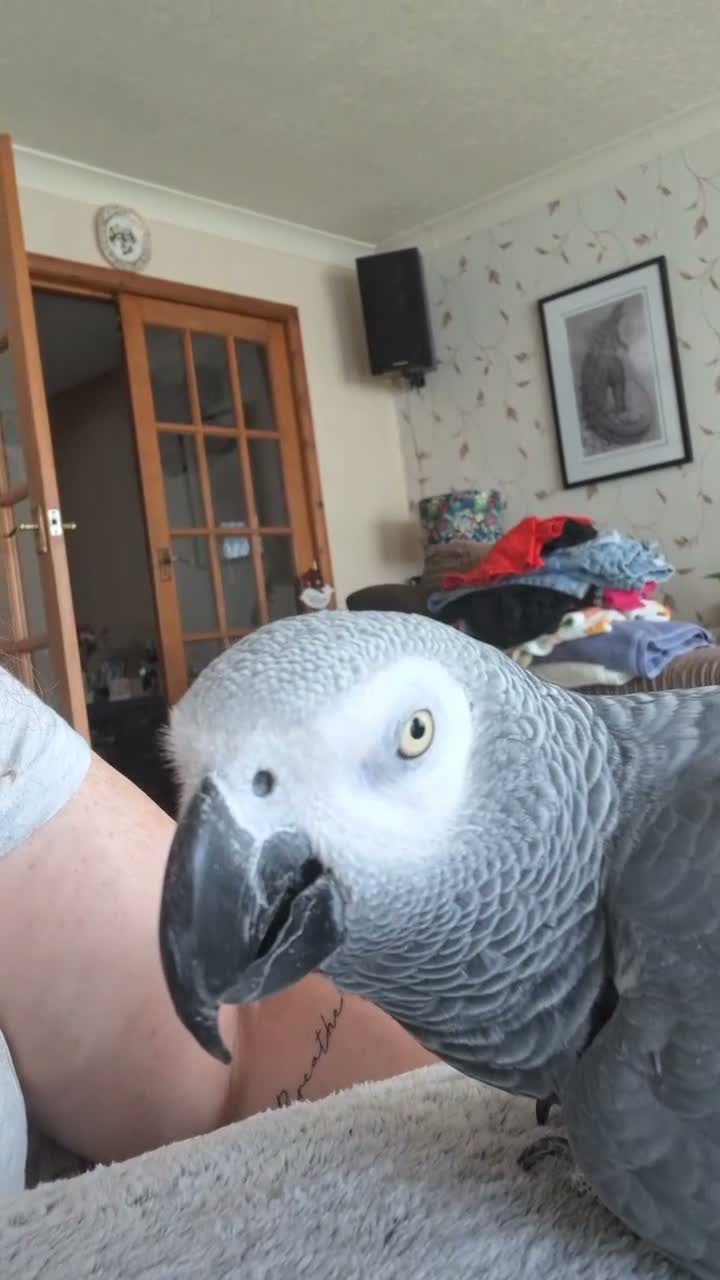 Parrots birds for sale: Harry  in Retford - Video 3