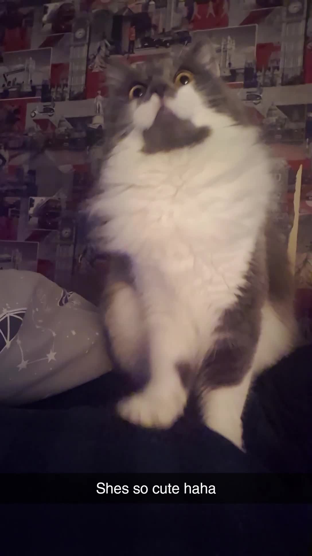 Maine Coon cats for sale: Maine Coon X British Shorhair for Adoption in Wolverhampton - Video 3