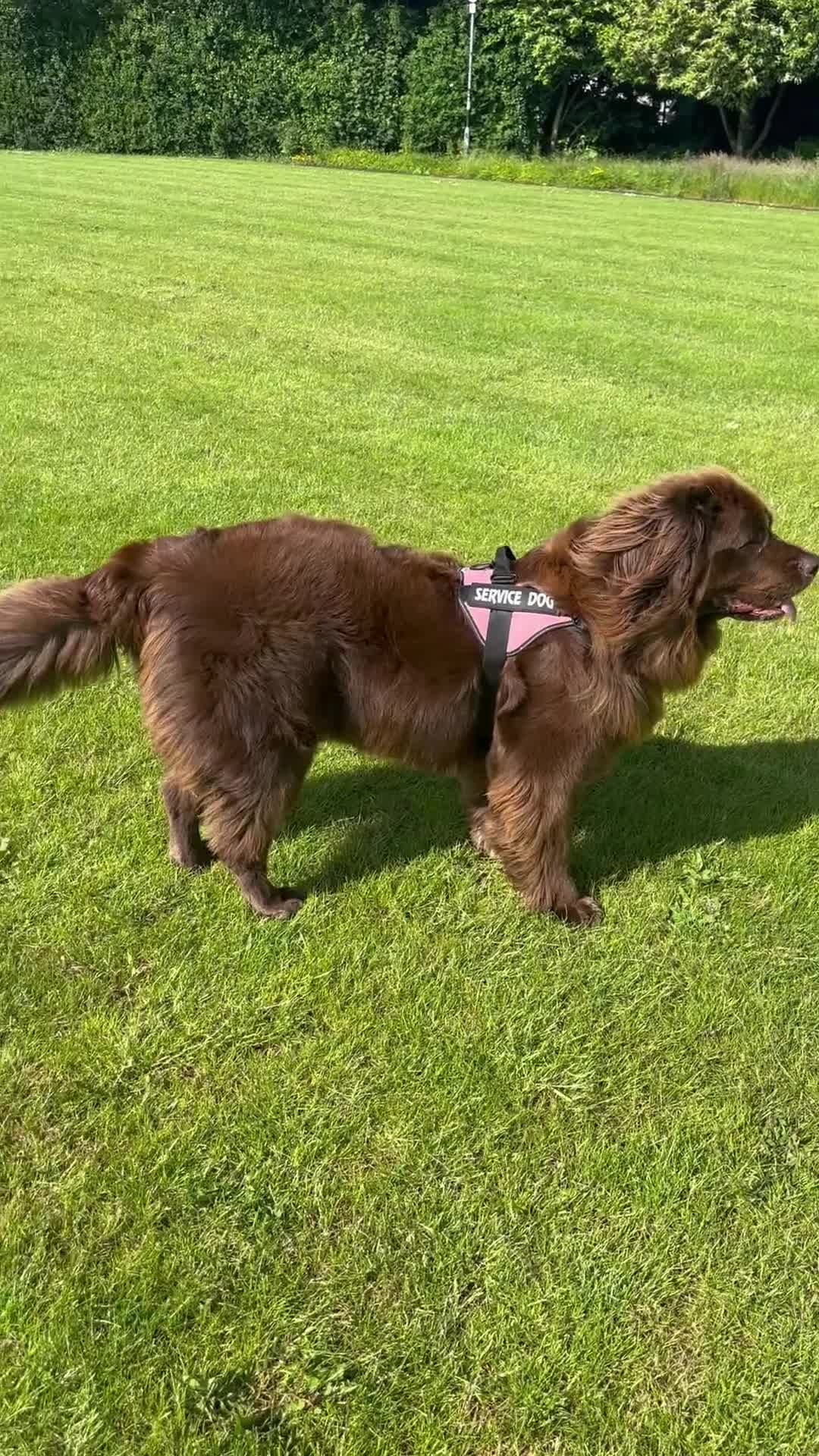 Newfoundland dogs for sale: Expected Newfoundland Pups Register Your Interest - Video 2