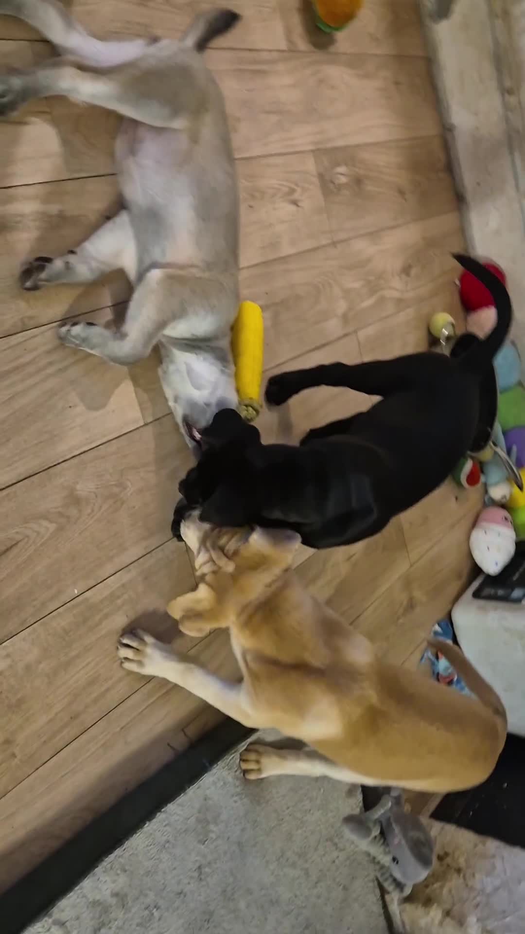 Mixed Breed dogs for sale: 3 Cane Corso x Husky puppies back up for sale - Video 1
