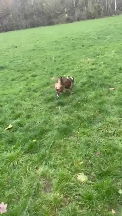 Mixed Breed dogs for adoption: BELLA -  a superb little girl, for a Loving Home - Video 4