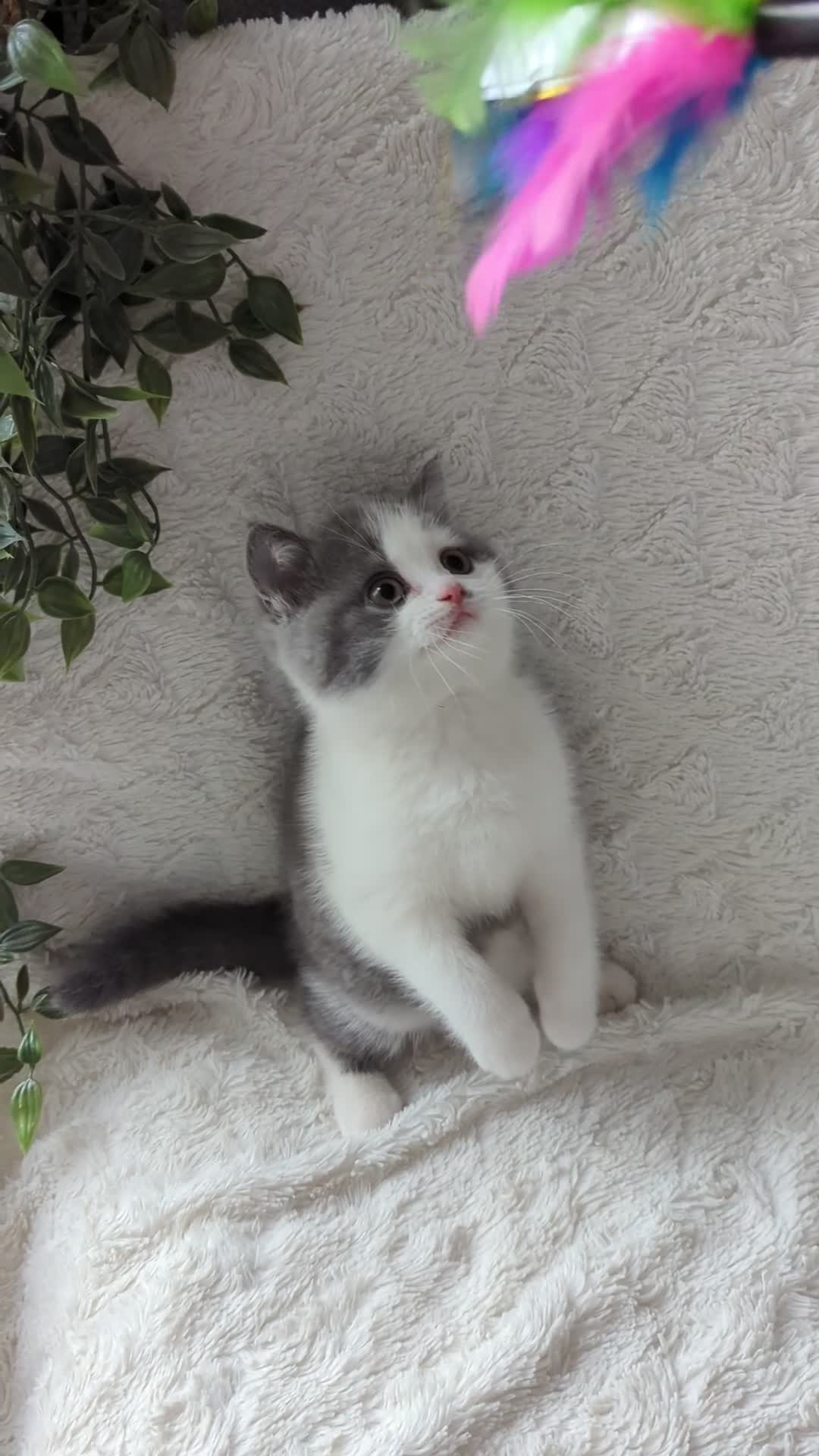 British Shorthair cats for sale: Pedigree bicolour blue British shorthair boy - Video 1