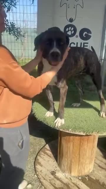 Mixed Breed dogs for adoption: Elle - 4 years old, Gorgeous Brindle Girl - Video 2