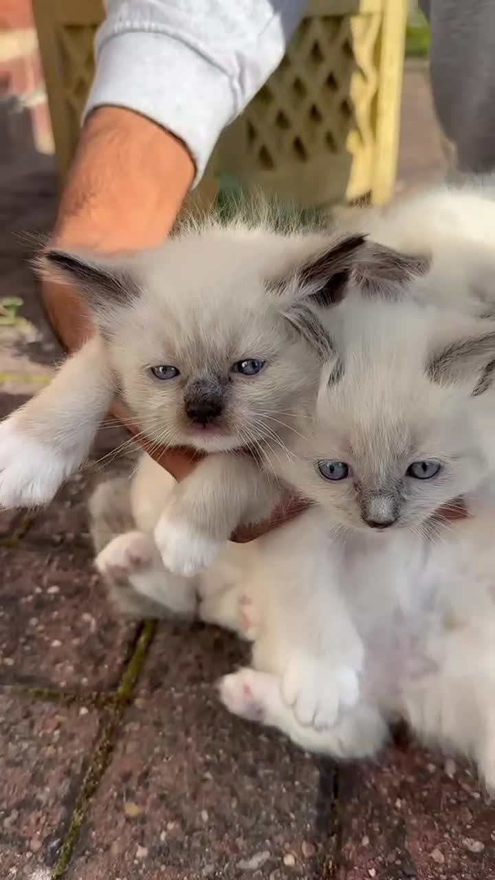 Ragdoll cats for sale: Purebred Ragdoll Kittens Looking for Forever Homes - Video 1