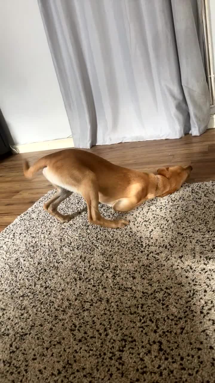 Labrador Retriever dogs for sale: Lenny & Bee - Video 2