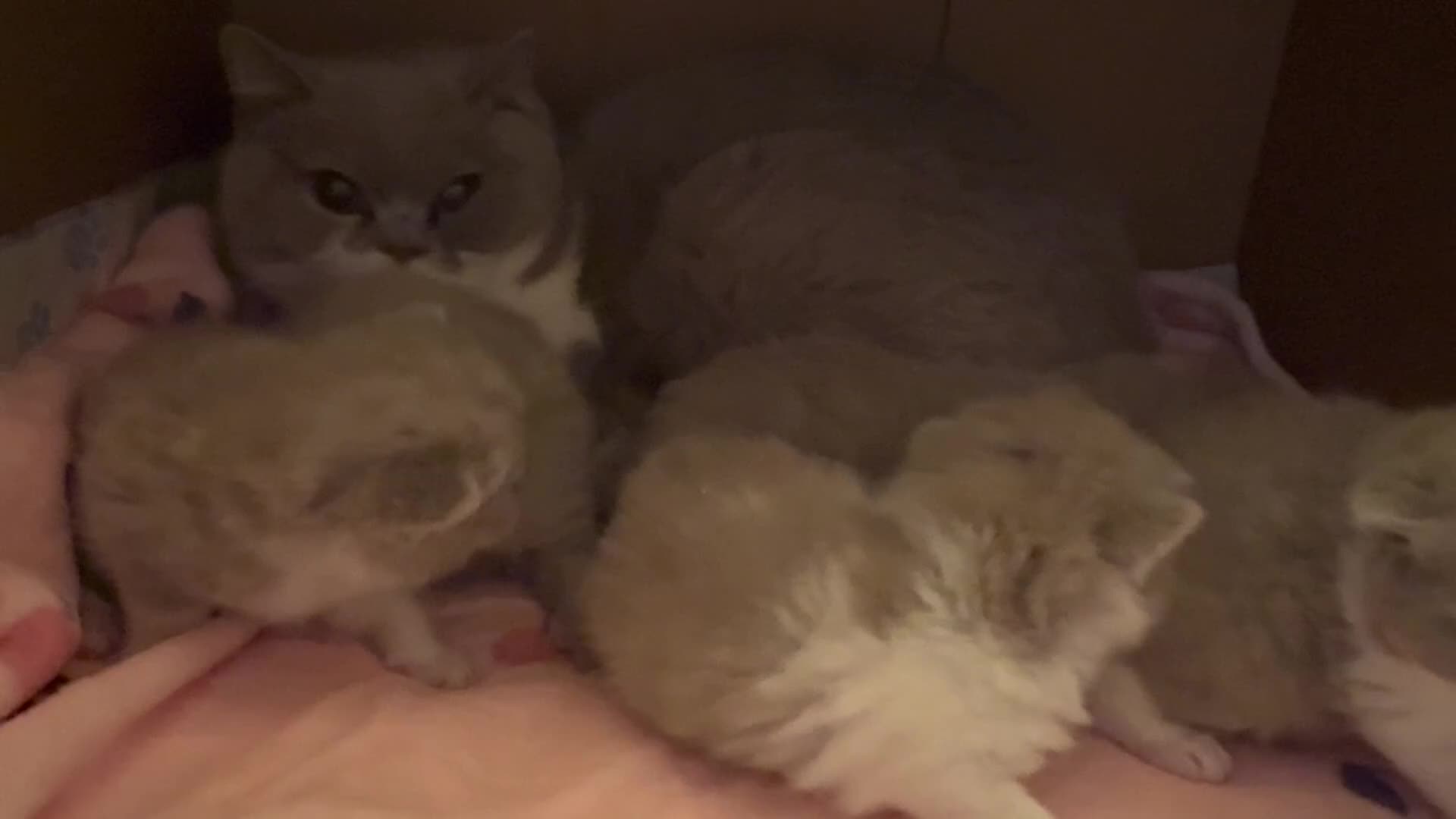 British Shorthair cats for sale: Beautiful British Shorthair Kittens - Video 1