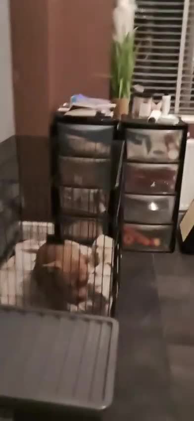 American Bully dogs for sale: LAST GIRL LEFT READY NOW ABKC REG - Video 1