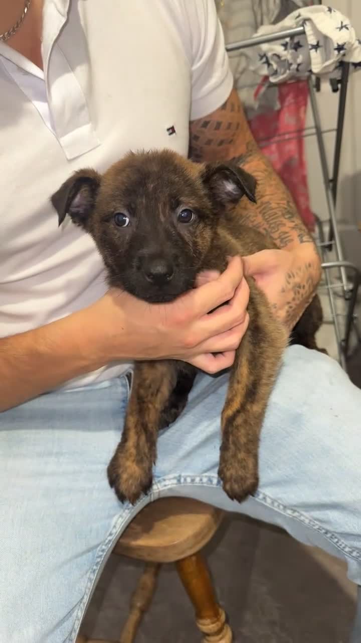 Mixed Breed dogs for sale: Male puppies  - Video 2