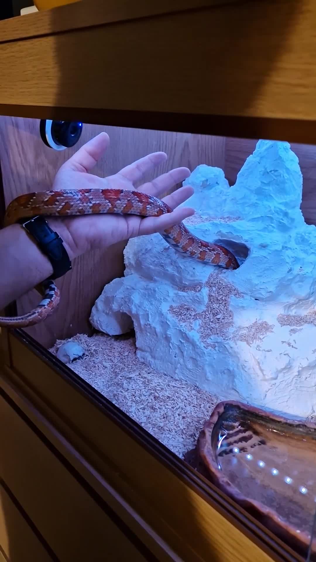 Corn Snake reptiles for sale: 6 yr old corn snake & 4ft Vivarium & accessories  - Video 1