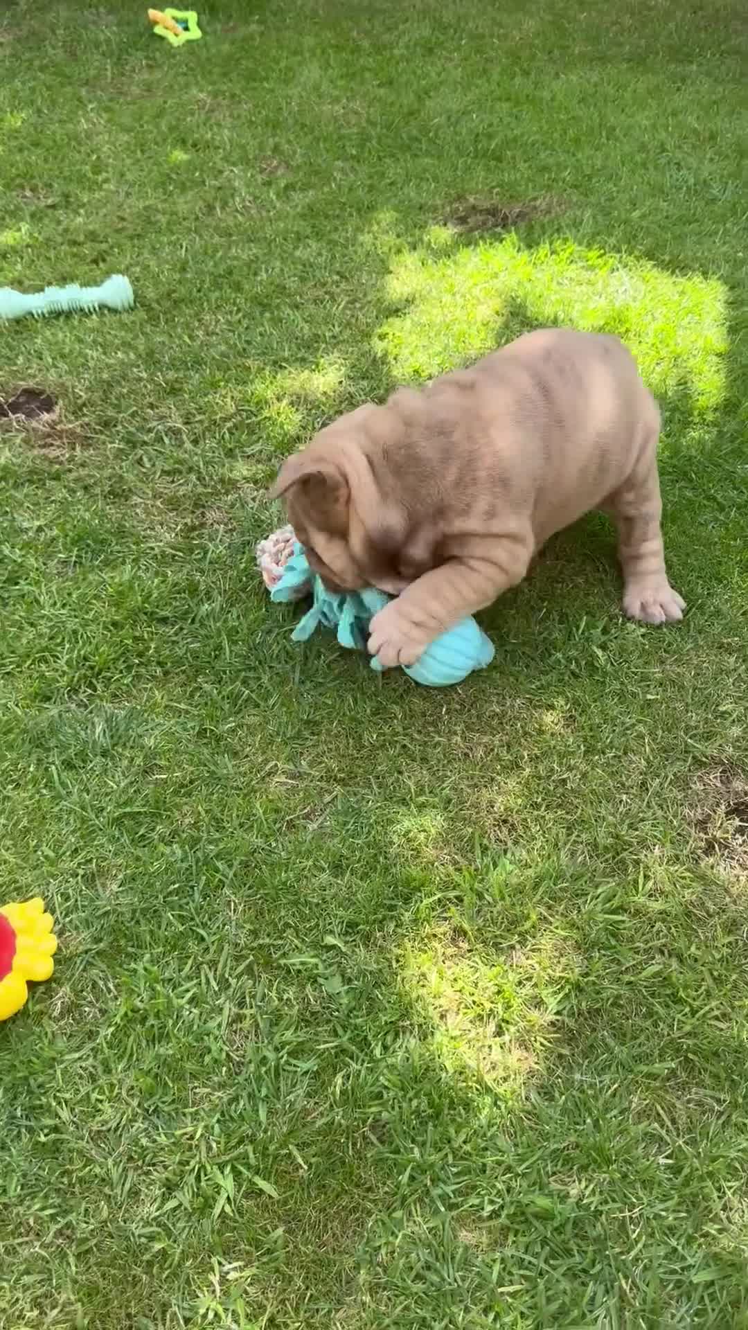 English Bulldog dogs for sale: KC REGISTERED ENGLISH BULLDOG PUPPY FOR SALE - Video 1
