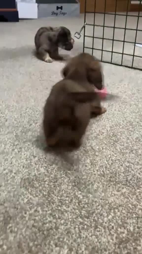Miniature Dachshund dogs for sale: Chocolate&Cream Champion Long hair mini dachshund  - Video 1