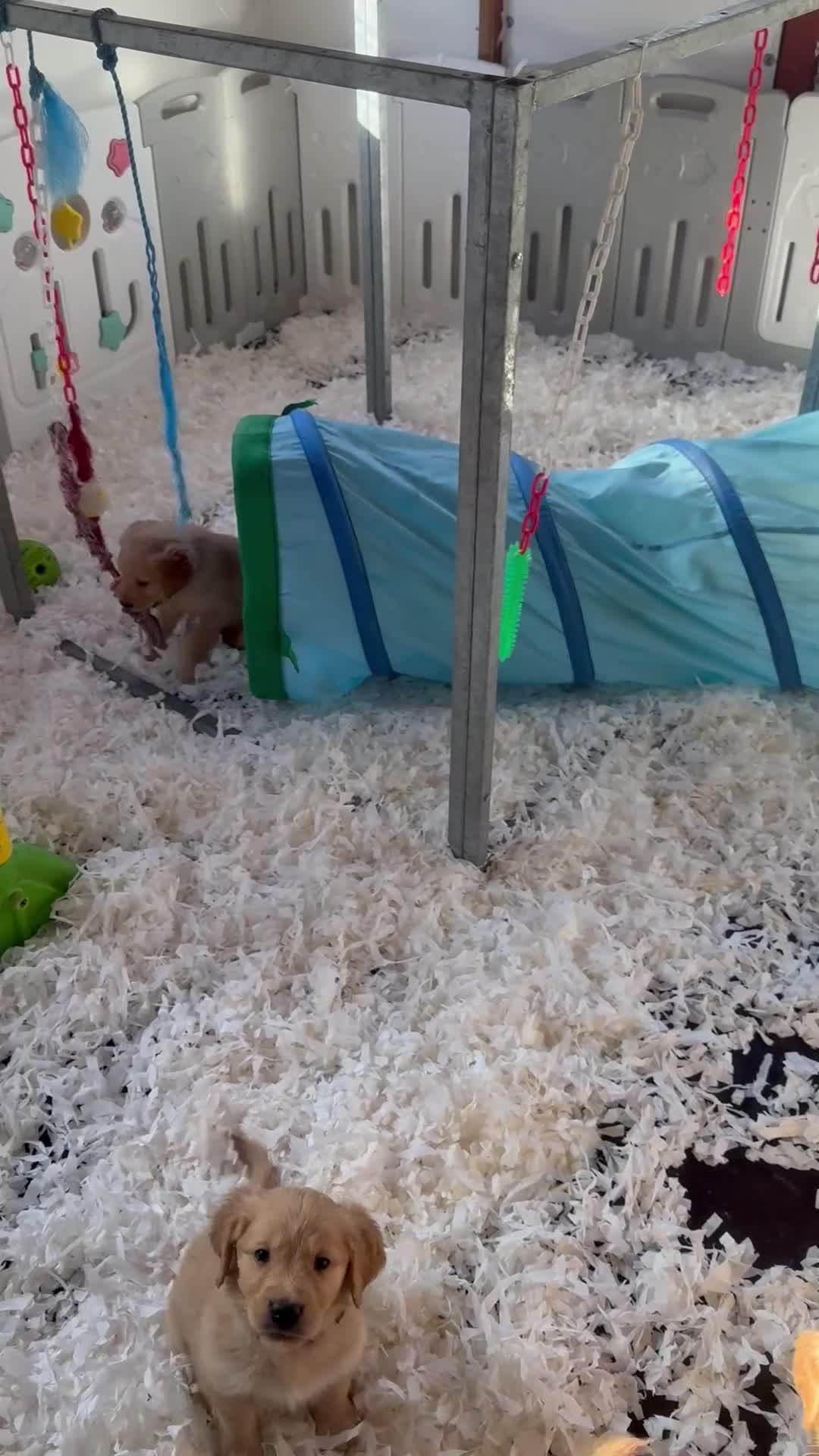 Golden Retriever dogs for sale: Stunning golden retriever puppies  - Video 1