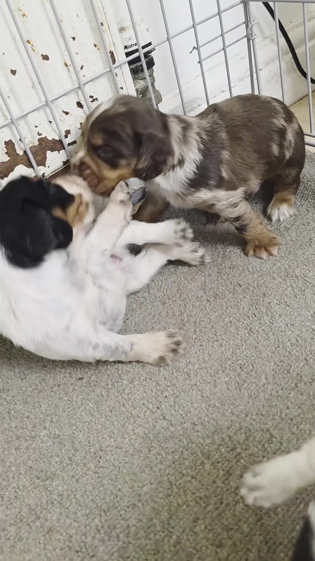 Cocker Spaniel dogs for sale: Kc registered mixed litter - Video 2