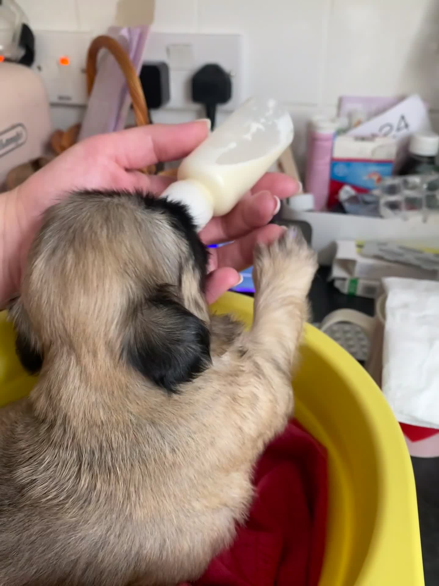 Mixed Breed dogs for sale: Pug Tzu puppies 🐶  - Video 1