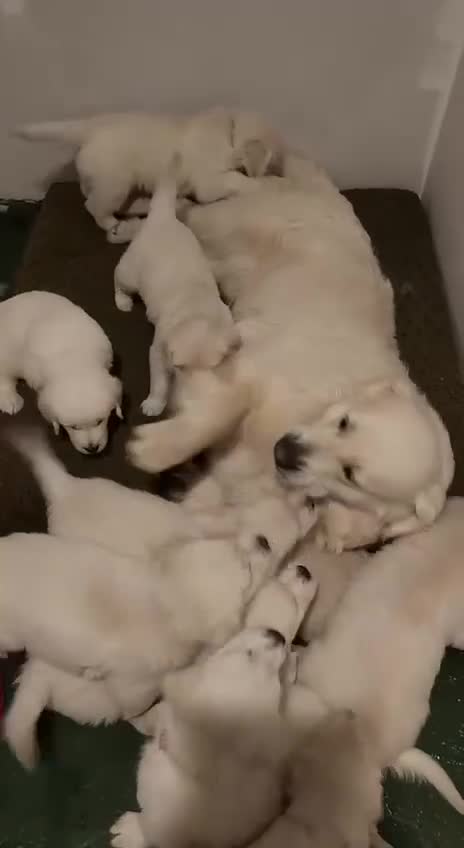 Golden Retriever dogs for sale: Pups ready for their new homes #only 3boys left. - Video 1