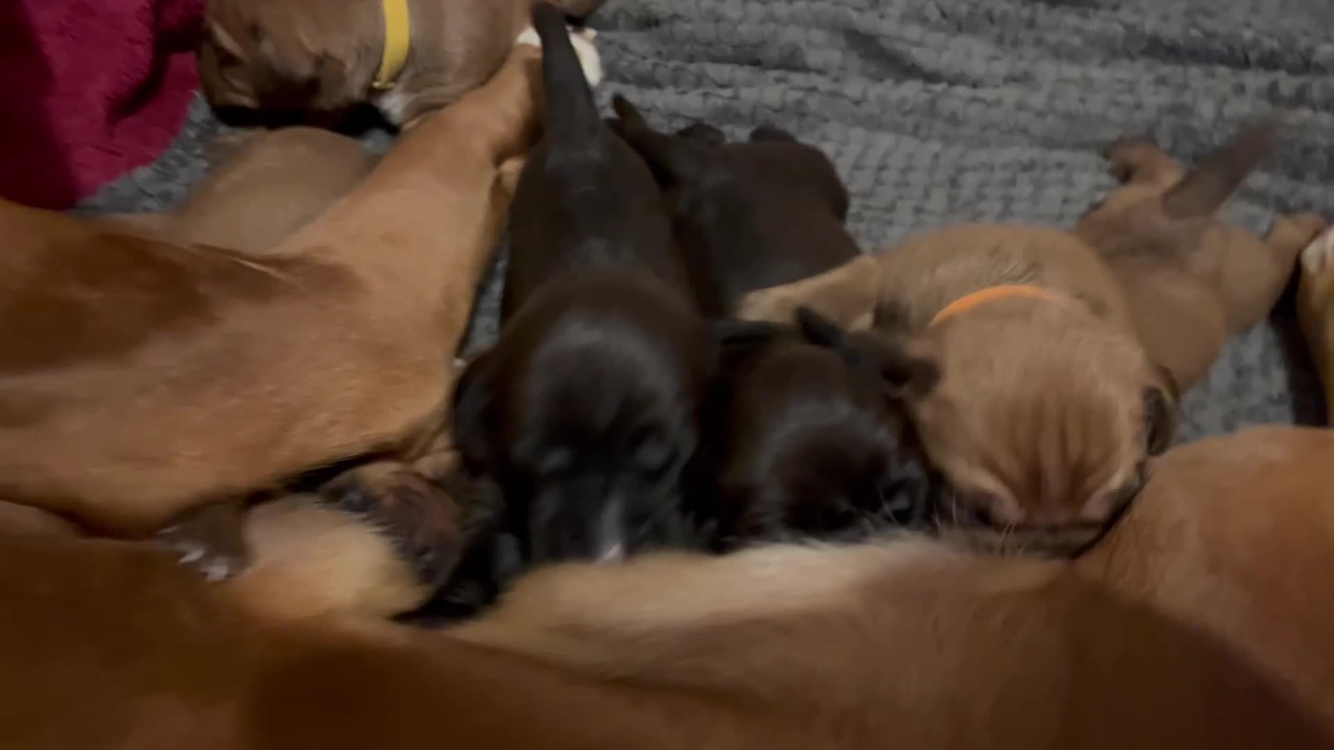 Mixed Breed dogs for sale: Boxsla (Boxer/Vizsla)  - Video 3