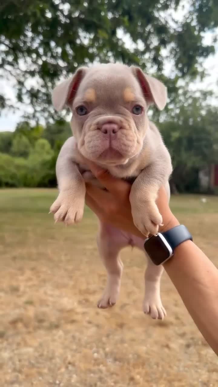 French Bulldog dogs for sale: French Bull Dogs / KC Registered / Visual Fluffy  - Video 1