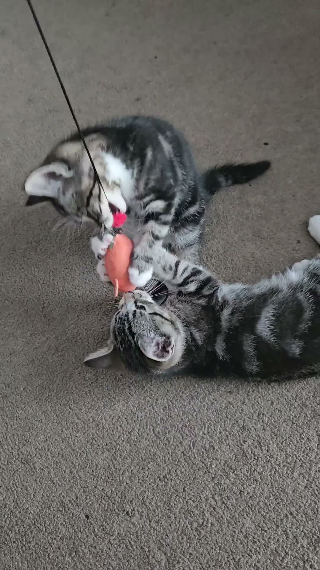 European cats for sale: Lovely kittens - Video 1