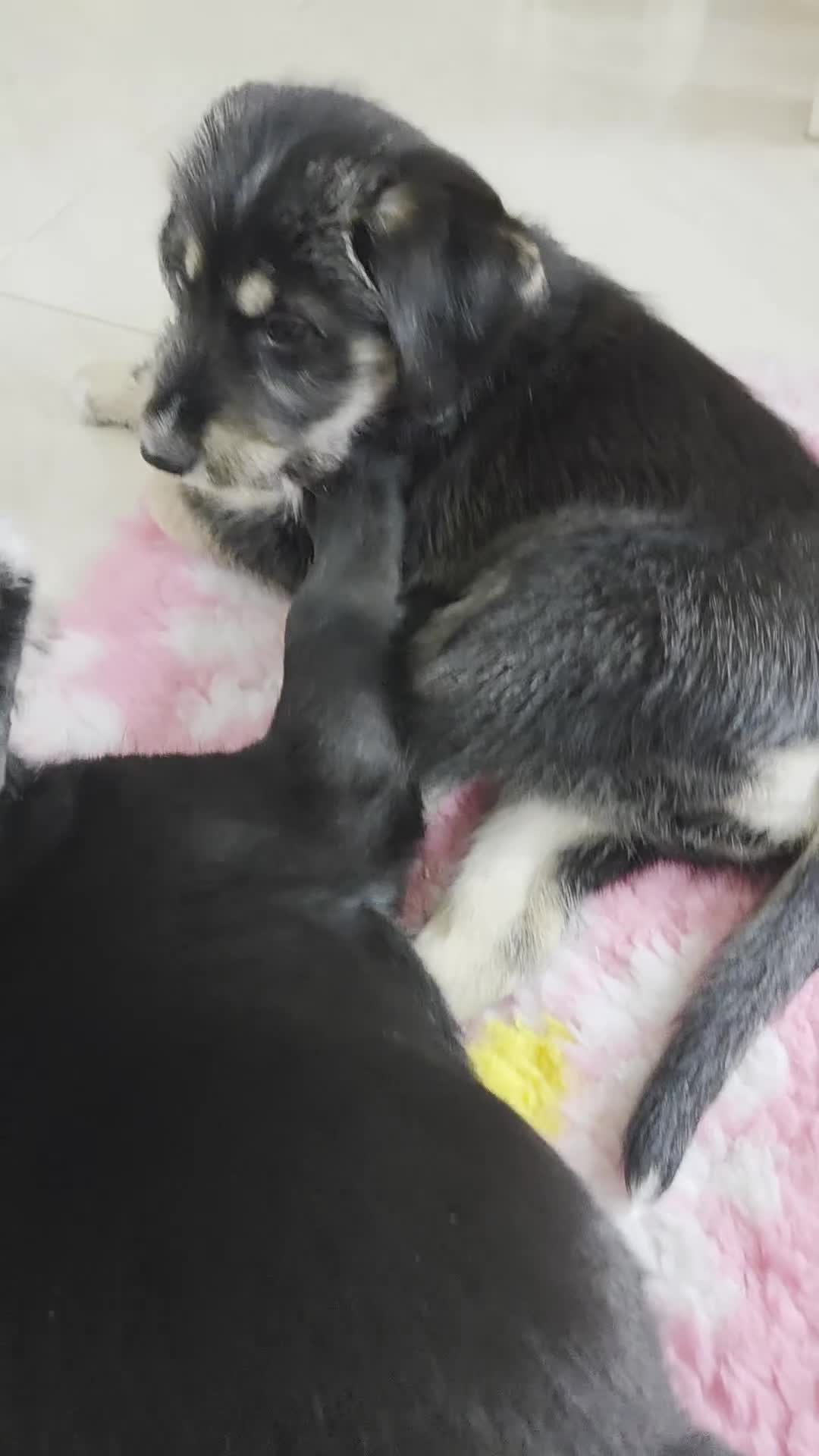 Mixed Breed dogs for sale: Beautiful family raised Husky x Springador Puppies - Video 1