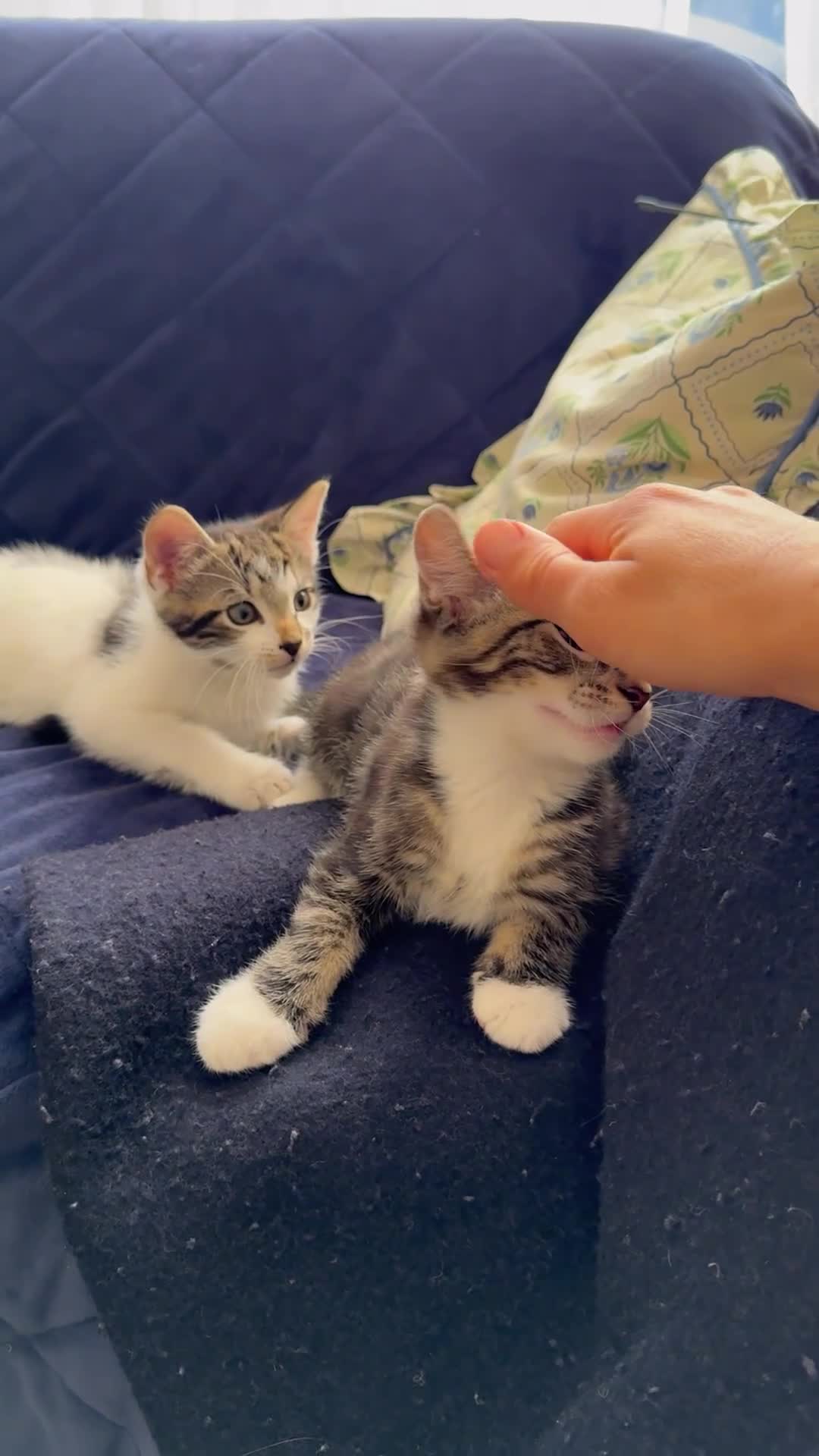 Mixed Breed cats for sale: Tabby kittens - Video 1