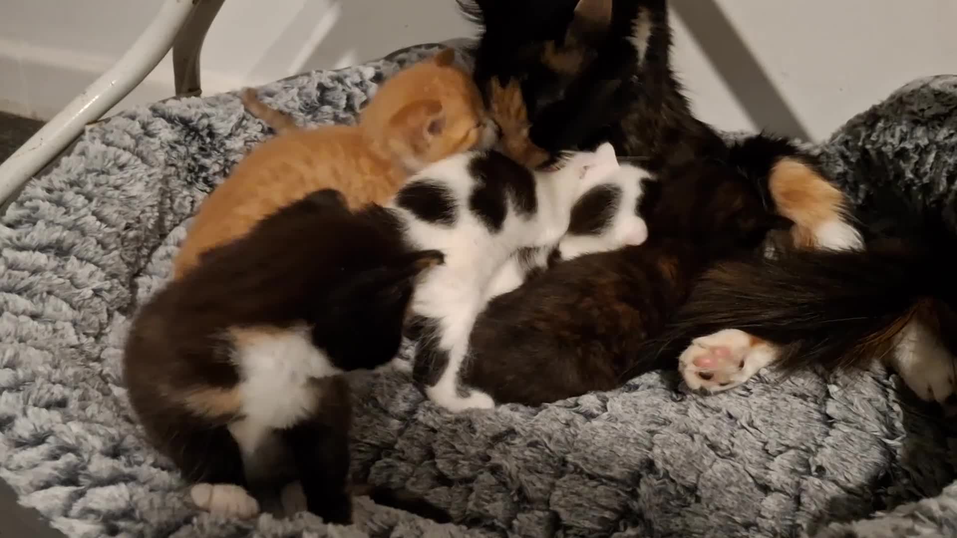 Mixed Breed cats for sale: Adorable kittens looking for loving homes - Video 1
