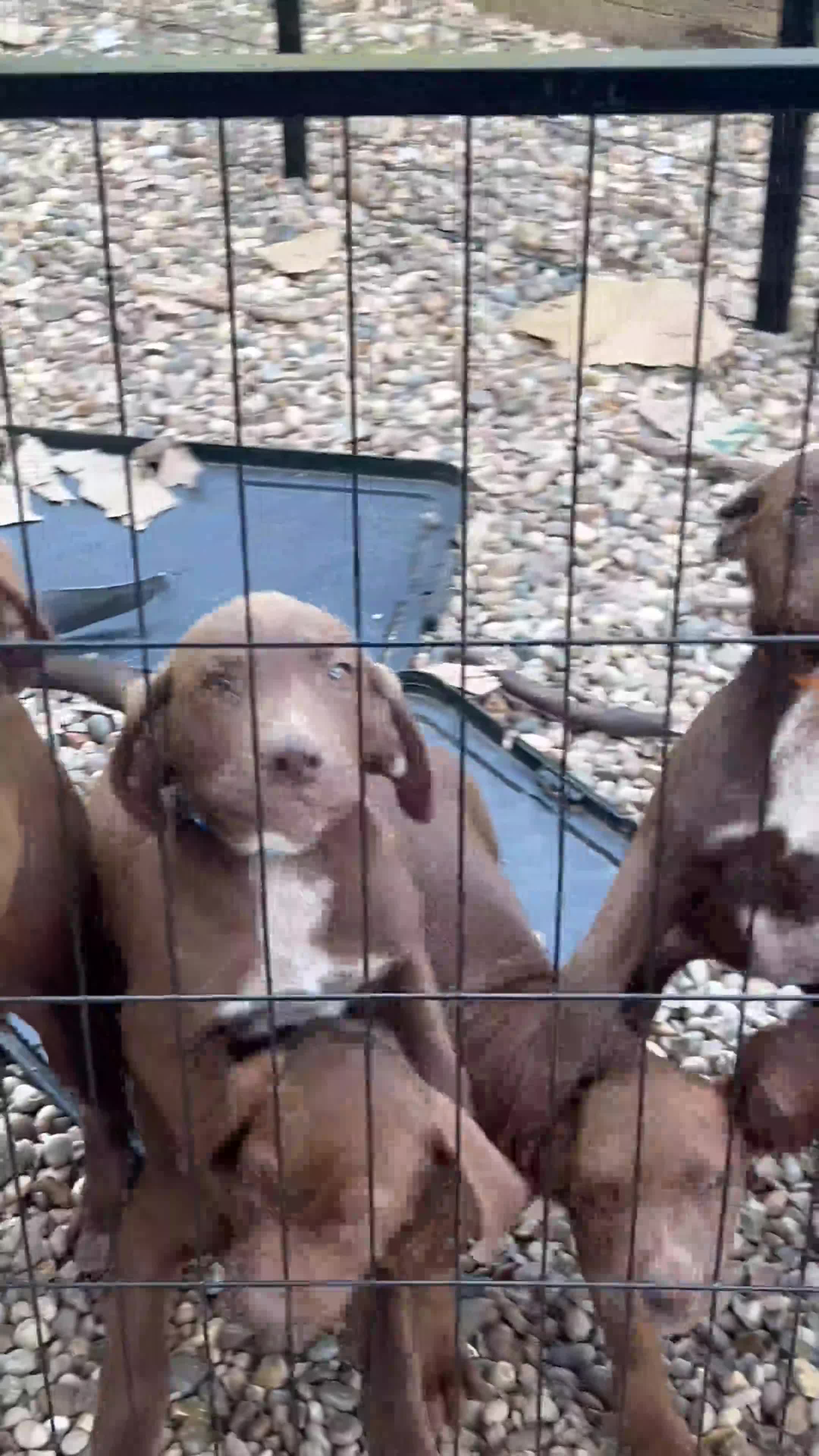 German Shorthaired Pointer dogs for sale: German pointer pups - Video 1