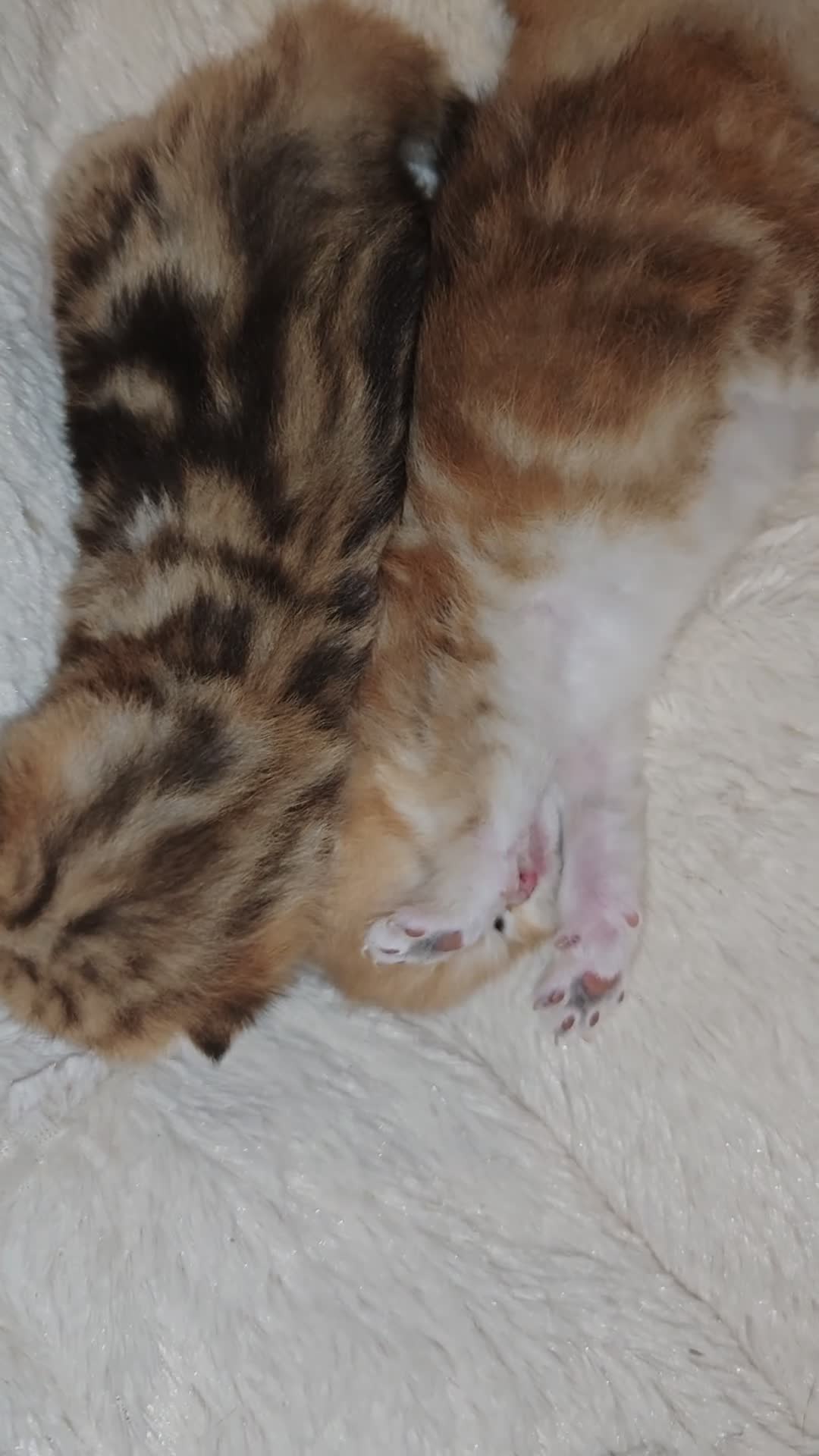 British Shorthair cats for sale: Stunning pedigree BSH Golden black Chinchilla  - Video 1