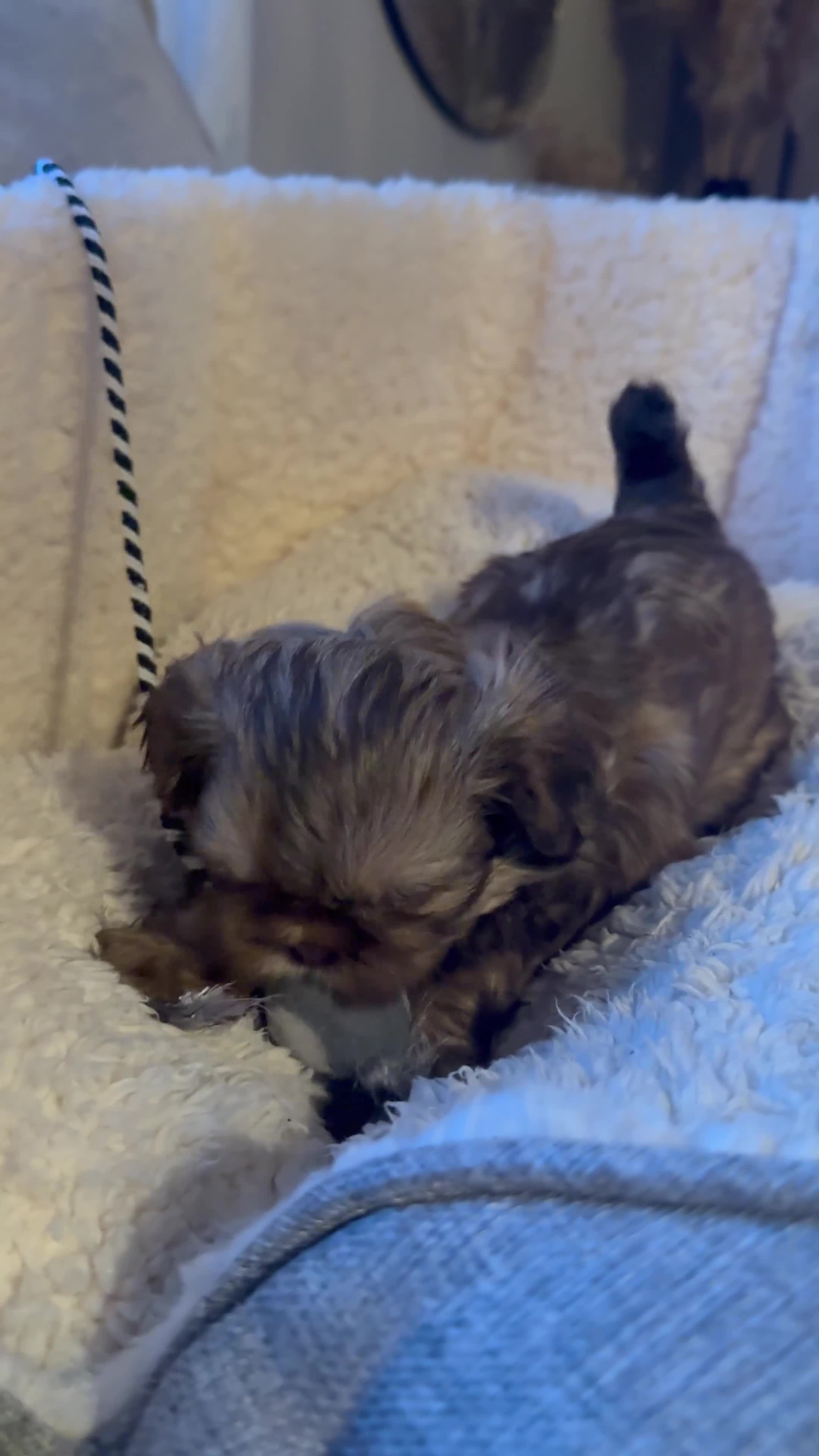 Shih Tzu dogs for sale: Shih tzu  - Video 1