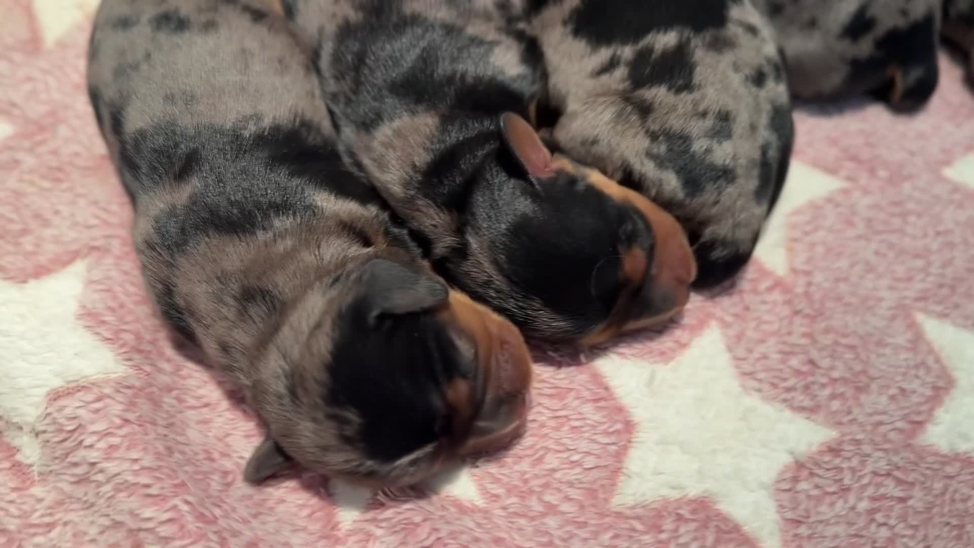 Miniature Dachshund dogs for sale: Stunning miniature wire haired dachshund  - Video 1