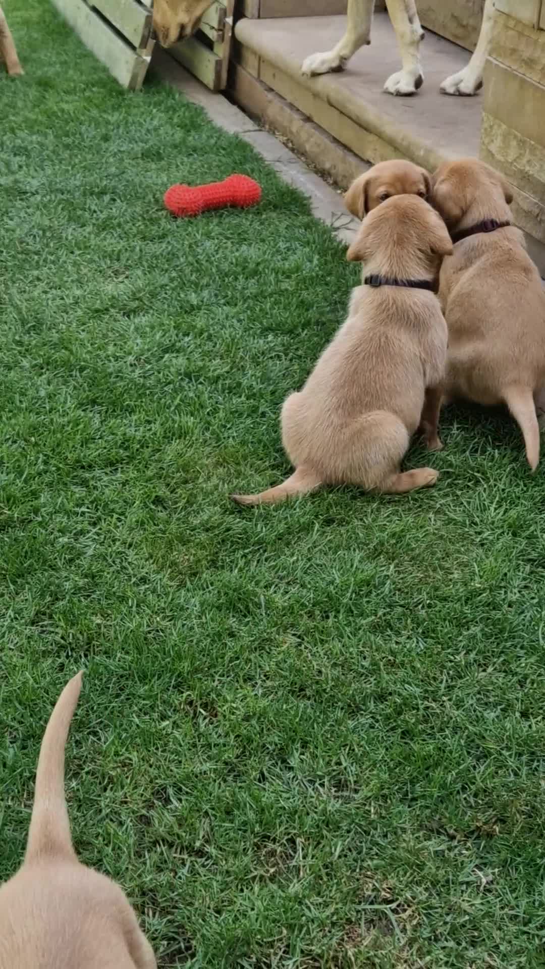 Labrador Retriever dogs for sale: Adorable 8 Puppies FOX RED Labrador, KC registered - Video 5