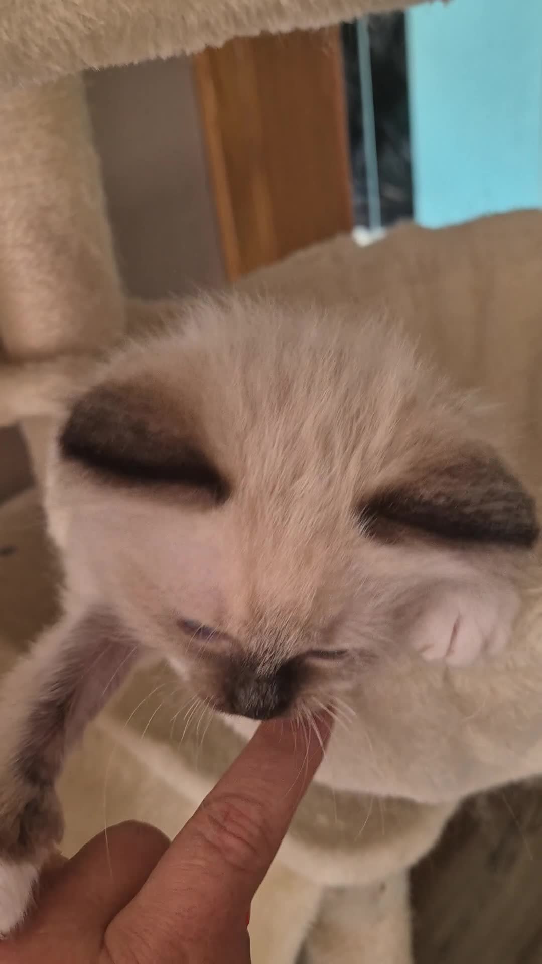 Ragdoll cats for sale: 100% pure ragdoll - Video 2