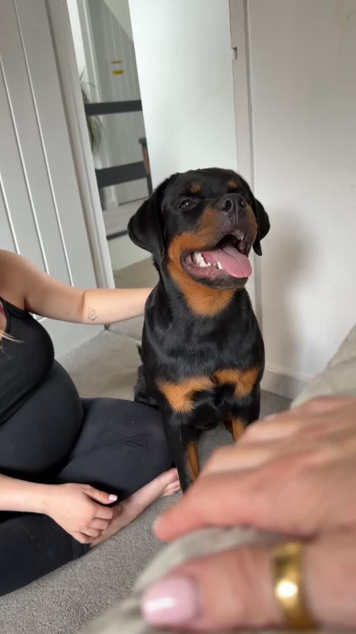 Rottweiler dogs for sale: Gorgeous Rottweiler puppy Nanci - Video 1